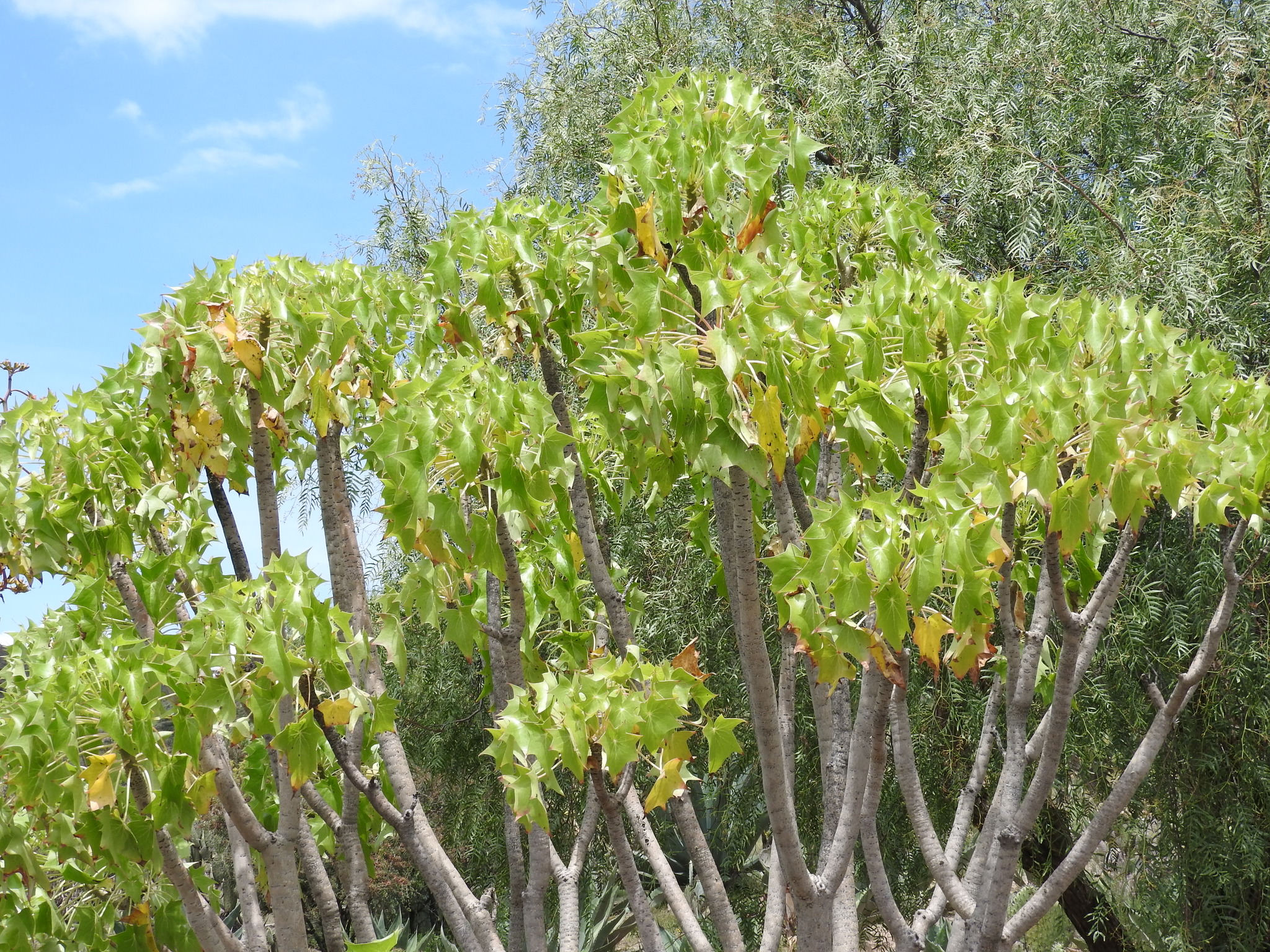 Senecio praecox